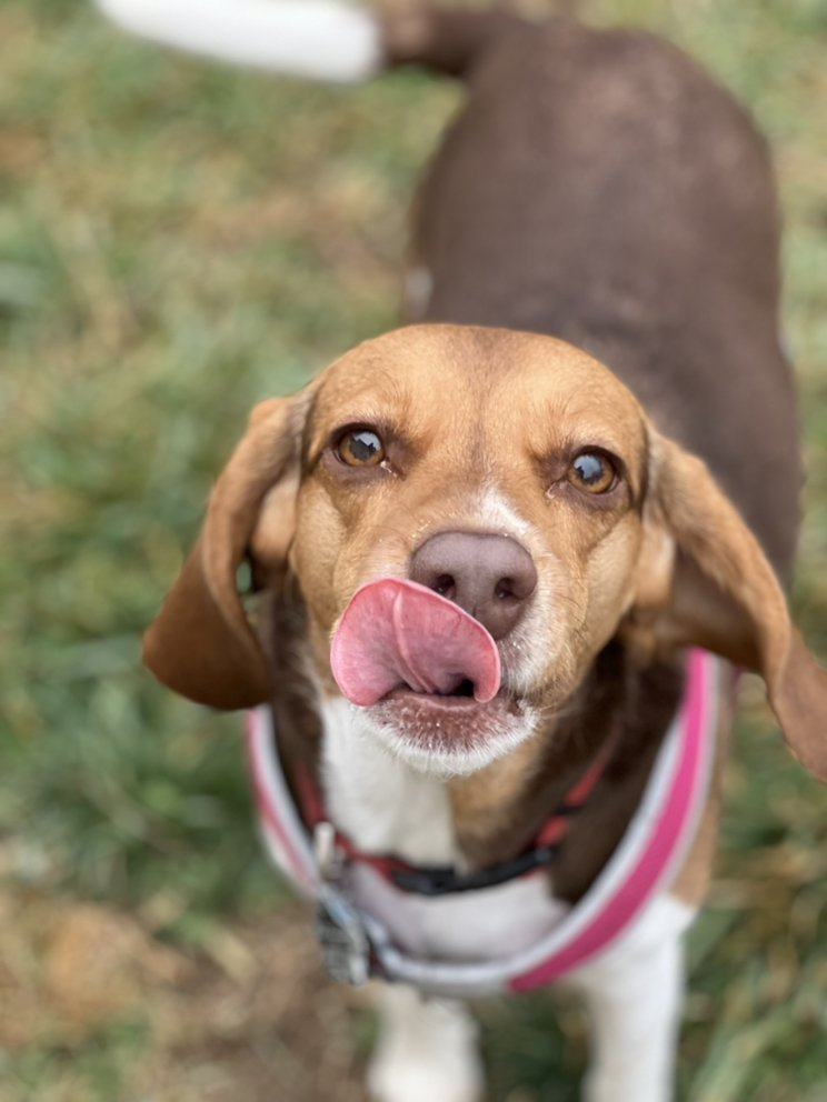 PAMPERED PETS BY KAT Updated October 2024 72 Photos