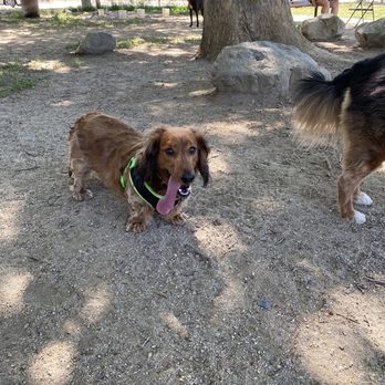 Hellyer Park Dog Enclosure - My dachshund Charlie and his long flailing tongue - Dog Parks Near Me - San Jose, California Hellyer Park Dog Enclosure - My dachshund Charlie and his long flailing tongue - Dog Parks Near Me - San Jose, California