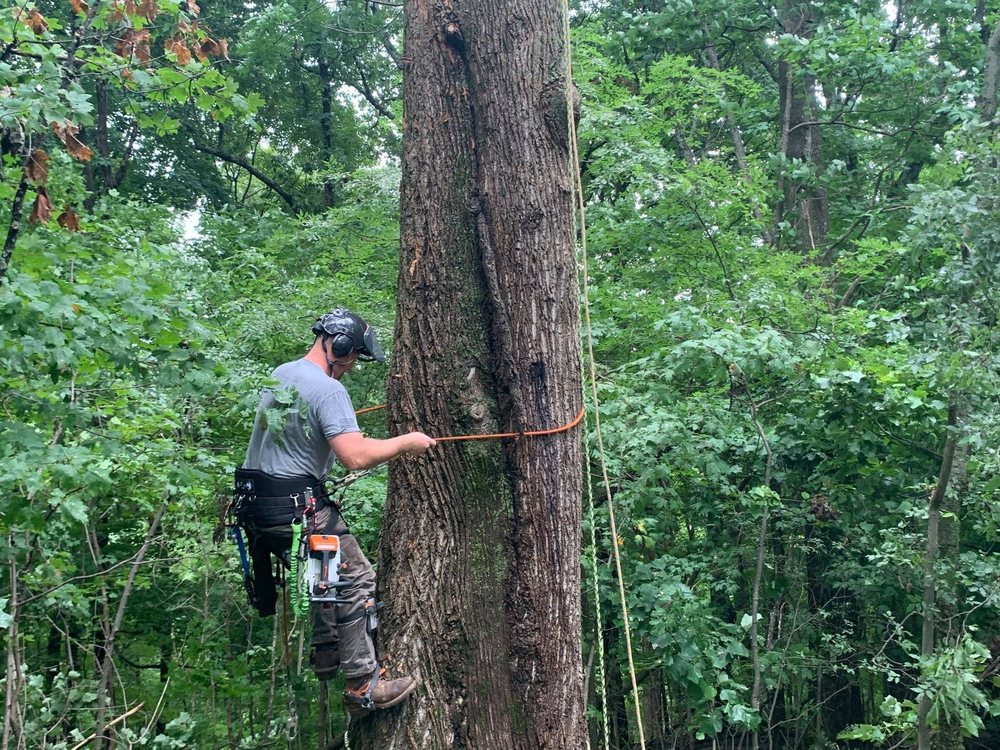 Tree Fellers - tree service in Goodlettsville, TN