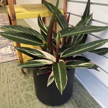 Westwind Succulents - Florists Near Me - Oakland, California Westwind Succulents - Florists Near Me - Oakland, California