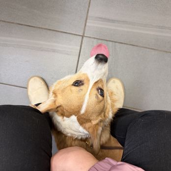 Evanston Animal Hospital - My pup happy, healthy, and waiting for her visit - Veterinarians Near Me - Evanston, Illinois Evanston Animal Hospital - My pup happy, healthy, and waiting for her visit - Veterinarians Near Me - Evanston, Illinois