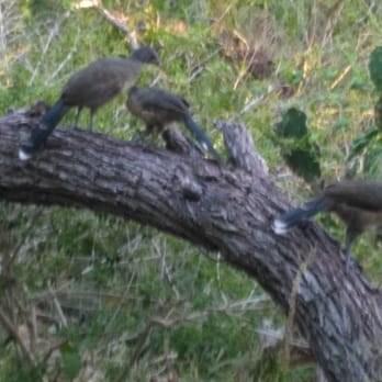 Hugh Ramsey Nature Park - More chachalacas. - Parks Near Me - Harlingen, Texas