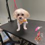 Photo of Bougie pooch grooming