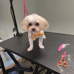 Bougie pooch grooming