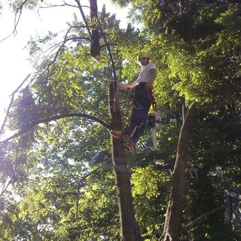 Treeo Tree Service - Indianapolis - Tree Services Near Me - Indianapolis, Indiana