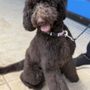 Photo of Kailua Pets
