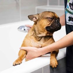 Dogtopia of Historic Phoenix in Phoenix gift card