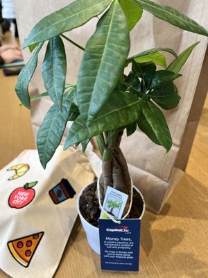 Capital One Café by null