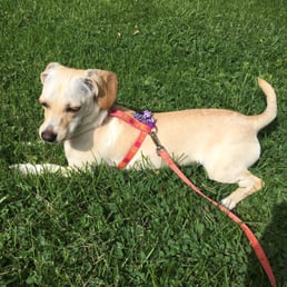 Sunny girl the day after her grooming. SHE DOESN'T SHED ANYMORE!