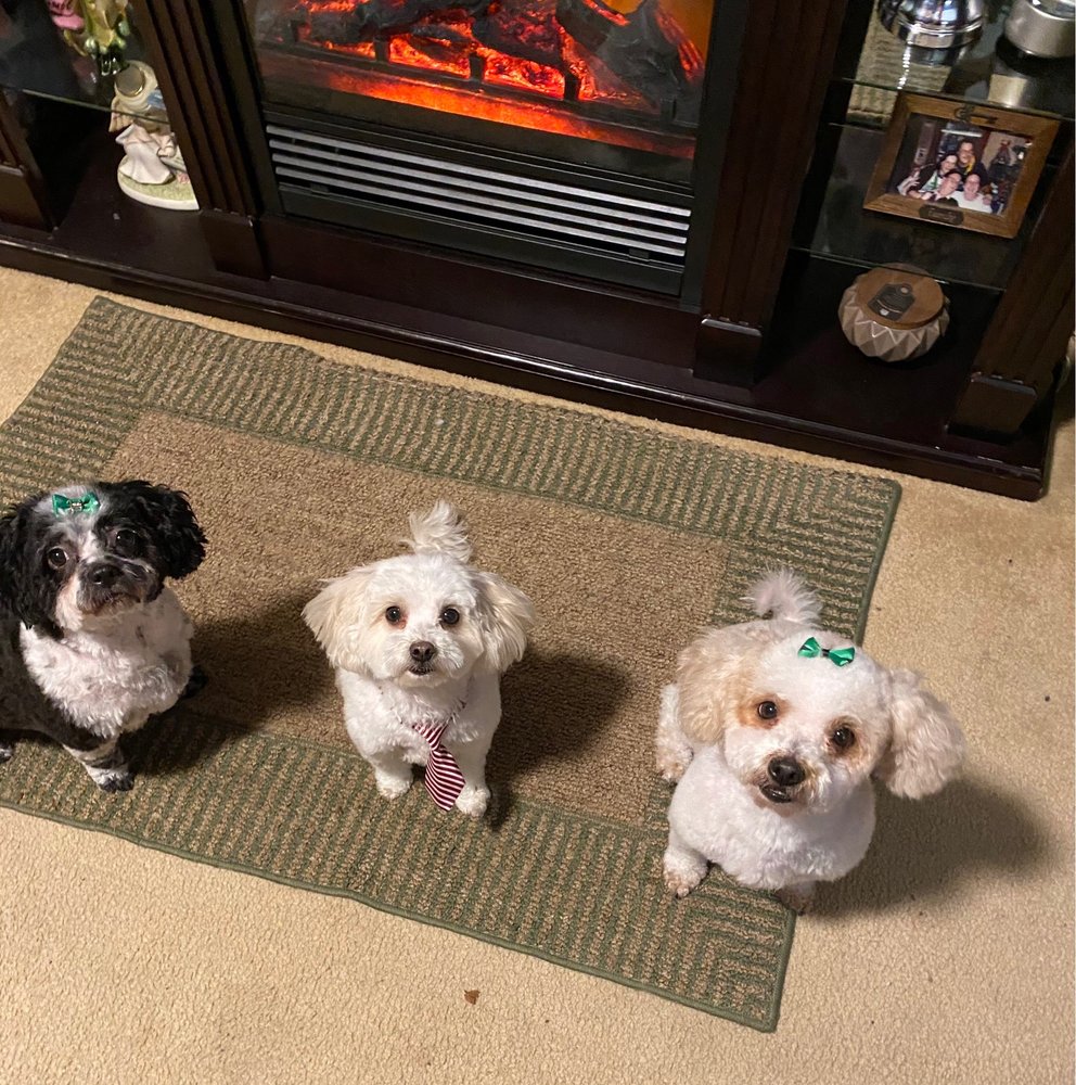 BEVERLY’S DOG GROOMING SALON Updated June 2024 37 Photos & 13