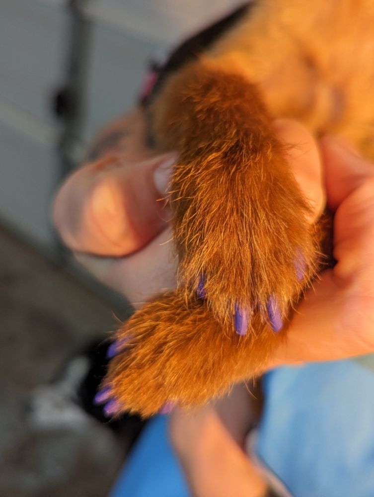 NOTHING LIKE A DOG Updated August 2024 18 Photos Rio Rancho, New