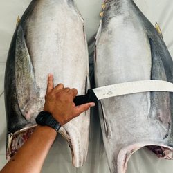 Captain Remo Fresh Fish