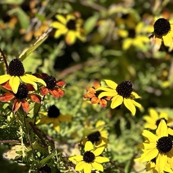 Stoneleigh: A Natural Garden - Flowers - Botanical Gardens Near Me - Villanova, Pennsylvania