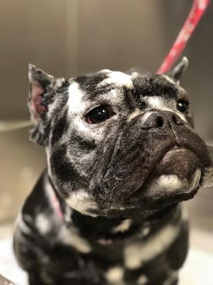 bullyzone pet supplies