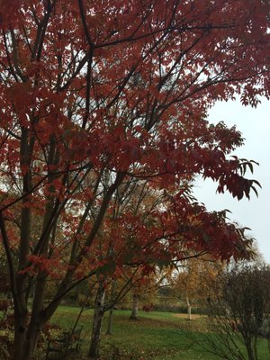 Cambridge University Botanic Garden by null