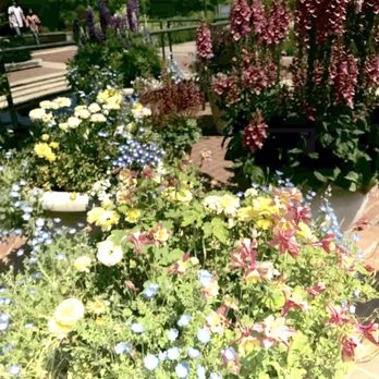 Chicago Botanic Garden - Columbines - Botanical Gardens Near Me - Glencoe, Illinois