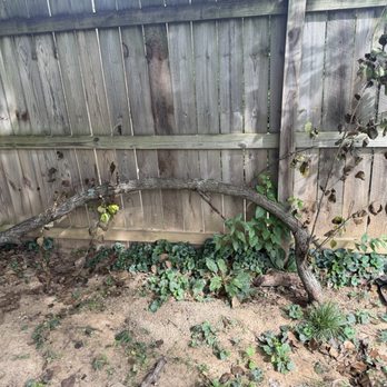 Affordable Tree Care & Stump Removal - More debris - Tree Services Near Me Affordable Tree Care & Stump Removal - More debris - Tree Services Near Me
