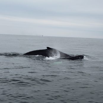 Capt Bill & Sons Whale Watch - Here are a few of the hundred of photos that I took this morning. The whale seemed close enough to touch! What a great experience! - Boat Charters Near Me - Gloucester, Massachusetts