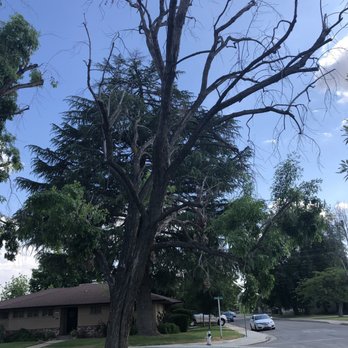 Advanced Tree Care - Tree 2 - Tree Services Near Me - Bakersfield, California