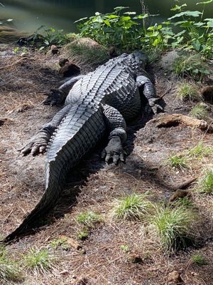 Okefenokee Swamp Park by null