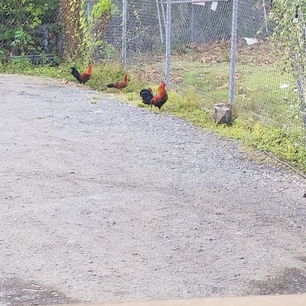 Pizzeria Puerto Madero - chickens! - Pizza Near Me - Guaynabo, Puerto Rico Pizzeria Puerto Madero - chickens! - Pizza Near Me - Guaynabo, Puerto Rico
