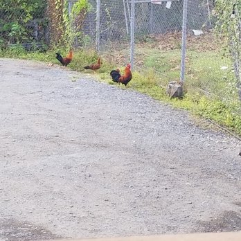 Pizzeria Puerto Madero - chickens! - Pizza Near Me - Guaynabo, Puerto Rico Pizzeria Puerto Madero - chickens! - Pizza Near Me - Guaynabo, Puerto Rico