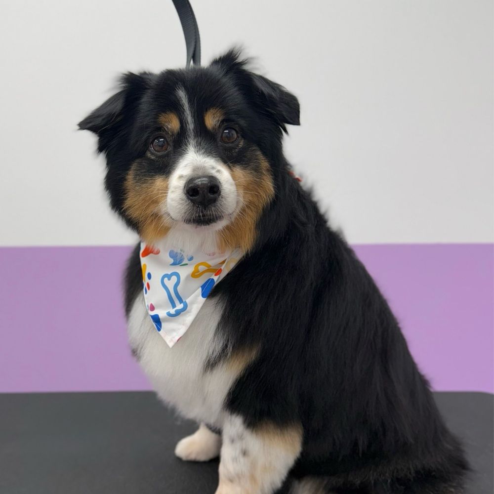 Pawssentials - My handsome boy! - Pet Groomers Near Me - Milpitas, California