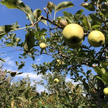 Terrace Mountain Orchard - apples growing on a tree - Fruits & Veggies Near Me - Schoharie, New York Terrace Mountain Orchard - apples growing on a tree - Fruits & Veggies Near Me - Schoharie, New York