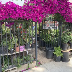 El Charro Plant Nursery - Beautiful bougainvillea caped entrance to tiny El Charro Plant Nursery. Street Parking Only.