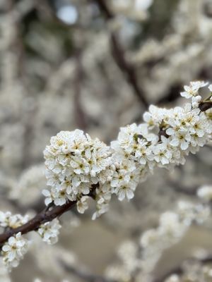 Imperial Palace East National Gardens by null