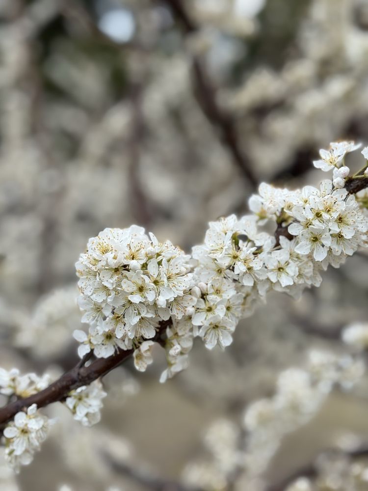 East Gardens Of The Imperial Palace
