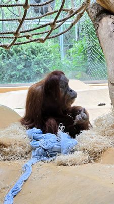 Hellabrunn Zoo by null