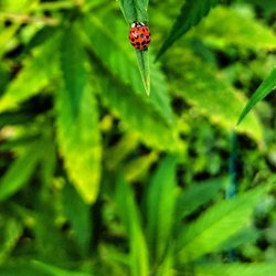 2018 Hemp field