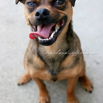 Scratch and Sniff Photography - Pet Services Near Me Scratch and Sniff Photography - Pet Services Near Me