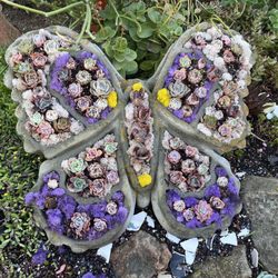 Succulent Gardens - Living butterfly