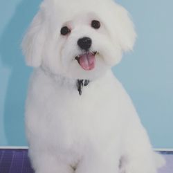 Grooming by Gio - TENEMOS EXPERIENCIA EN TODOS TIPOS DE RAZAS Y CORTES DE PELO