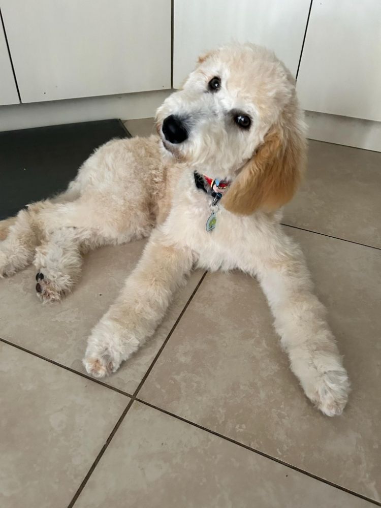 OUR FRIENDS MOBILE PET CARE Updated May 2024 49 Photos & 23 Reviews Pembroke Pines