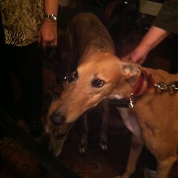 Benedum Center - One if the Greyhounds from the show! - Performing Arts Near Me - Pittsburgh, Pennsylvania Benedum Center - One if the Greyhounds from the show! - Performing Arts Near Me - Pittsburgh, Pennsylvania