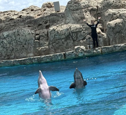 Texas State Aquarium by null