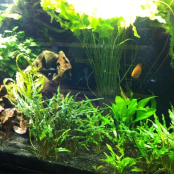 Seaview Aquarium Centre - Pet Stores Near Me - Plympton, SA