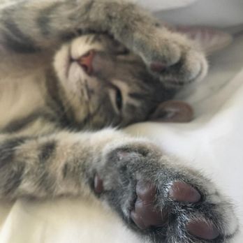 spcaLA - Comfy - Pet Training Near Me - Long Beach, California