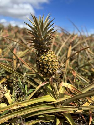 Maui Pineapple Tour by null