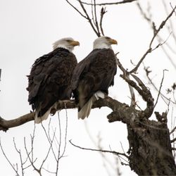 Sacramento National Wildlife Refuge - 2 over over 20 we saw on Sunday. You gotta look for them!