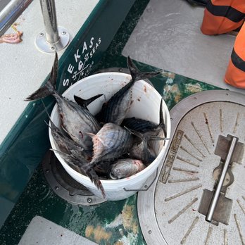 Sekas Sportfishing - bucket of bonito - Boating Near Me - Dana Point, California Sekas Sportfishing - bucket of bonito - Boating Near Me - Dana Point, California