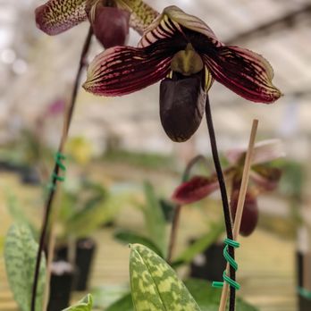 Carter & Holmes Interior Landscaping - Orchids - Indoor Landscaping Near Me - Newberry, South Carolina