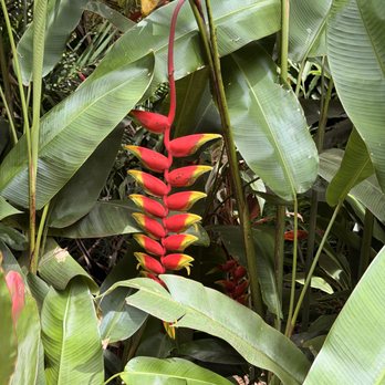 Waimea Valley - Venues & Event Spaces Near Me - Haleiwa, Hawaii Waimea Valley - Venues & Event Spaces Near Me - Haleiwa, Hawaii