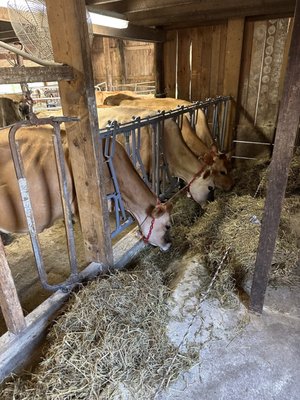 Cato Corner Farm by null