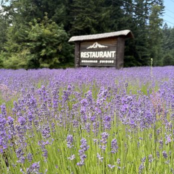 Paradise Village Restaurant - Lavender field and roadside sign - Comfort Food Near Me - Ashford, Washington Paradise Village Restaurant - Lavender field and roadside sign - Comfort Food Near Me - Ashford, Washington