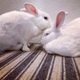 Bun and Breakfast Bunny Boarding