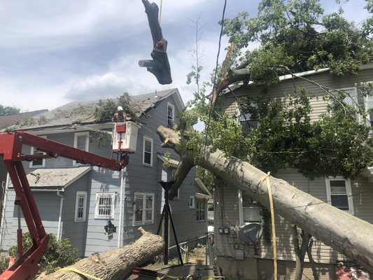 Emergency Services 24/7 - We provide professional tree services including tree and stump removal, tree pruning/trimming,safety cabling,deeproot feeding/fertalizing,lot clearing,crane and bucket truck service, expert climbing.
Tree Service Provider
Essex Fells NJ;Roseland NJ;West Caldwell NJ;Cedar Grove NJ;North Caldwell NJ
Tree Service, Tree Trimming, Tree Removal, Tree Care, Tree Contractor Emergency Services 24/7 - We provide professional tree services including tree and stump removal, tree pruning/trimming,safety cabling,deeproot feeding/fertalizing,lot clearing,crane and bucket truck service, expert climbing.
Tree Service Provider
Essex Fells NJ;Roseland NJ;West Caldwell NJ;Cedar Grove NJ;North Caldwell NJ
Tree Service, Tree Trimming, Tree Removal, Tree Care, Tree Contractor